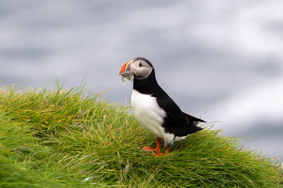 Atlantic Puffin, Iceland, July 2026