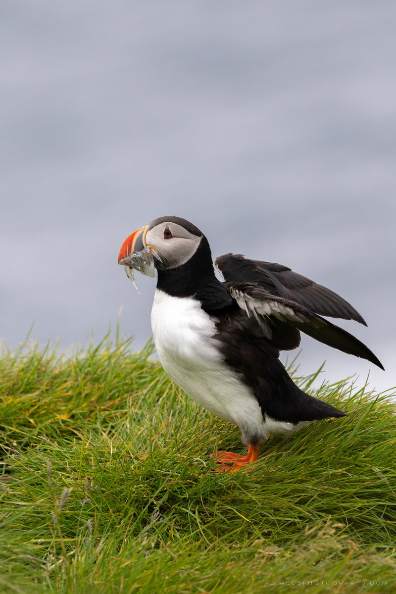 Atlantic Puffin, Iceland, July 2026