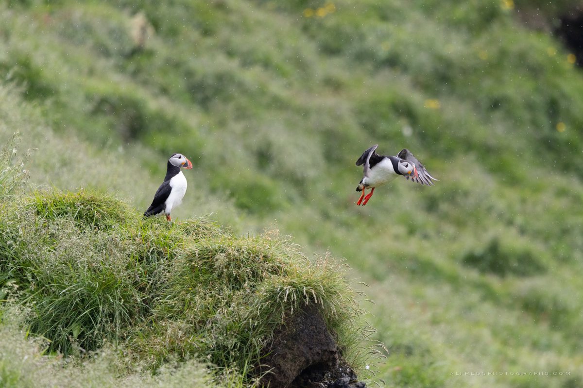 Atlantic Puffin, Iceland, July 2026