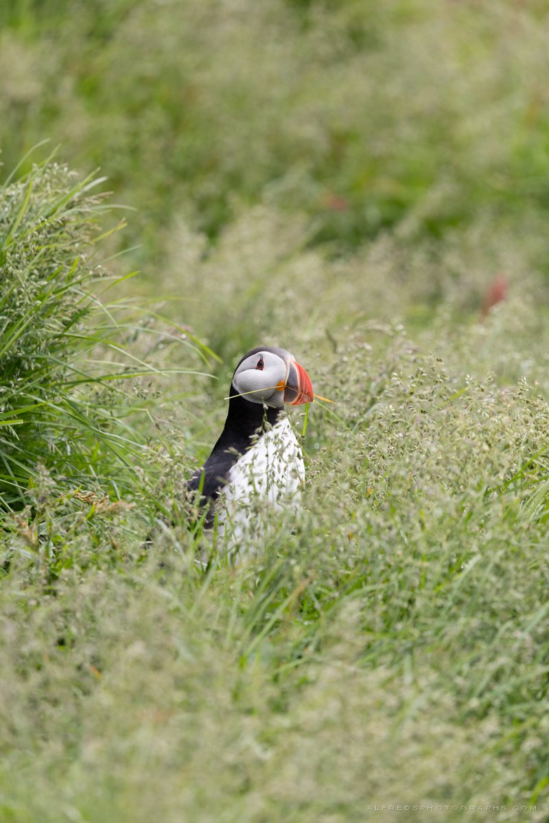 Atlantic Puffin, Iceland, July 2026