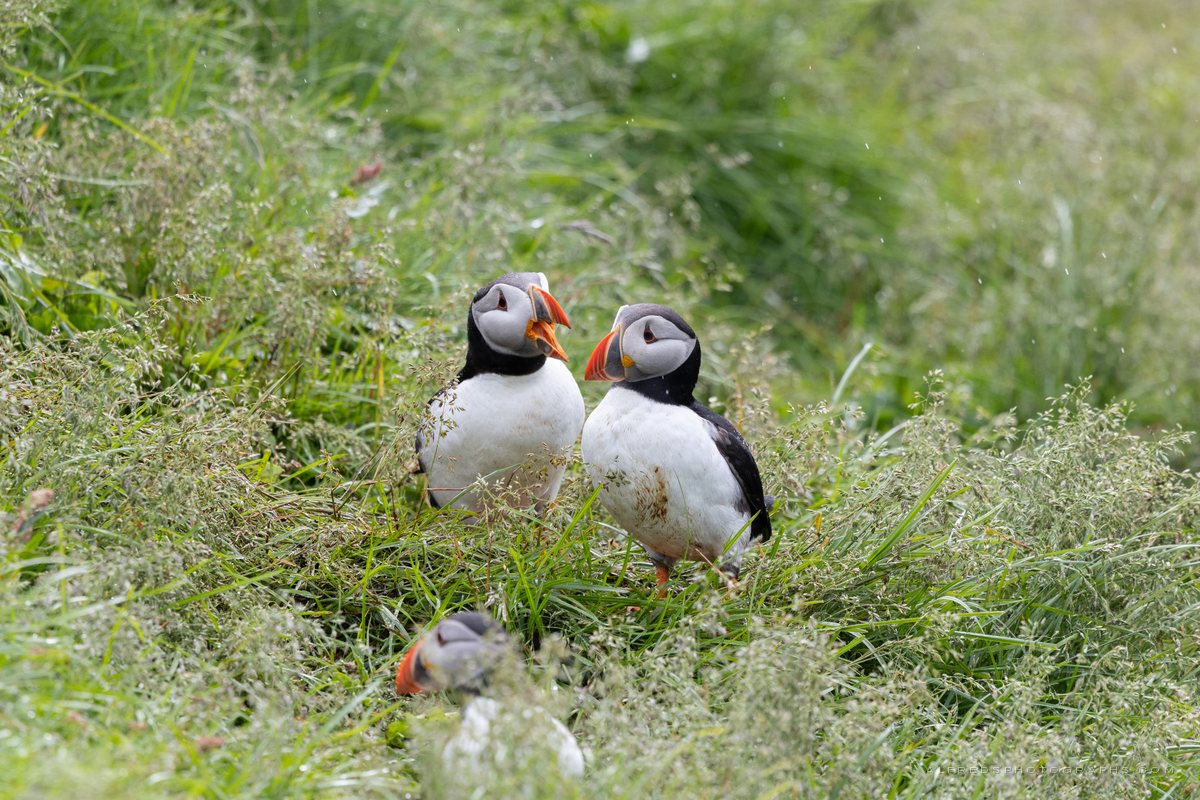 Atlantic Puffin, Iceland, July 2026