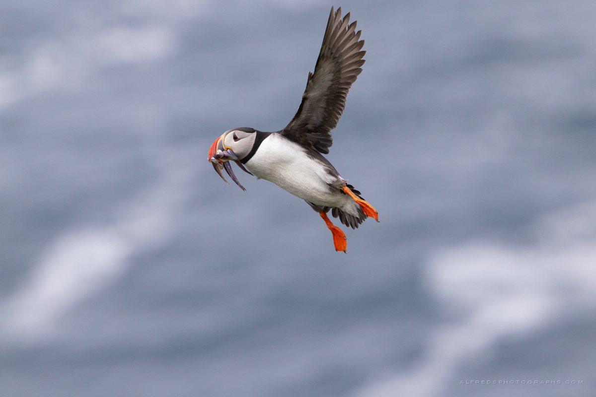 Atlantic Puffin, Iceland, July 2026