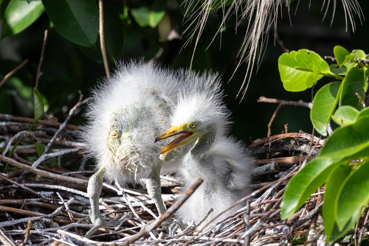 Great Egret, Florida, April 2025