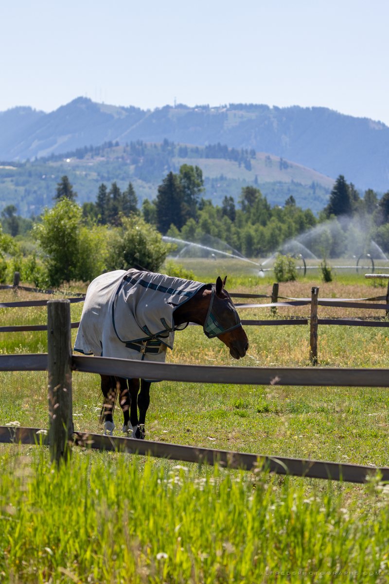 Horse, Wyoming, June 2025