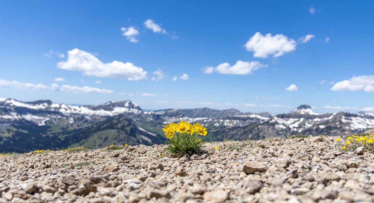 Landscape, Wyoming, June 2025