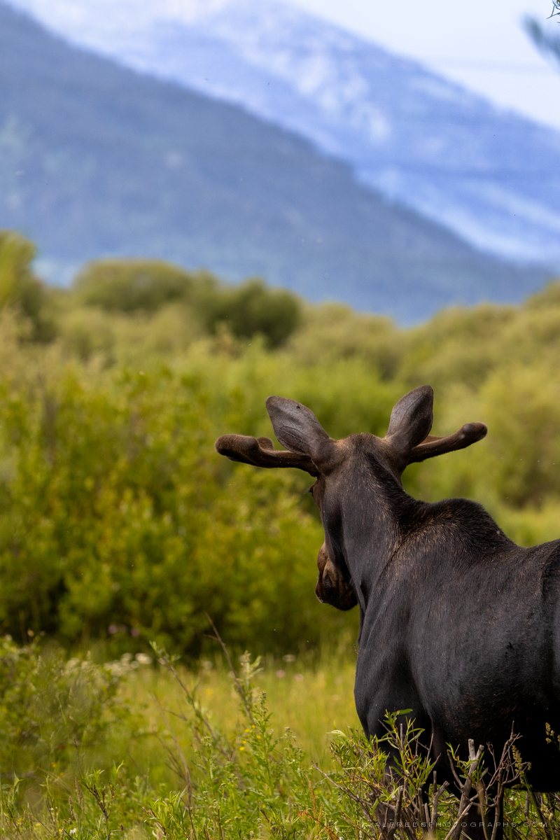 Moose, Wyoming, July 2025