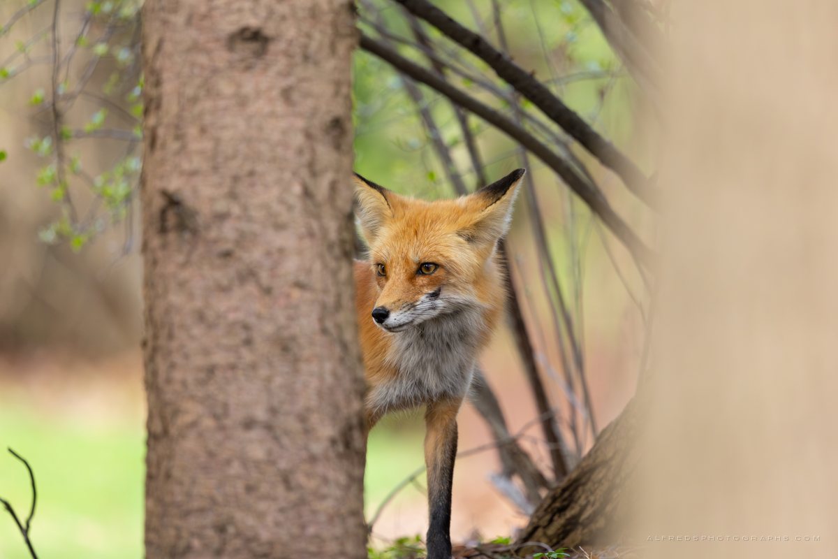 Red Fox, Illinois, April 2026