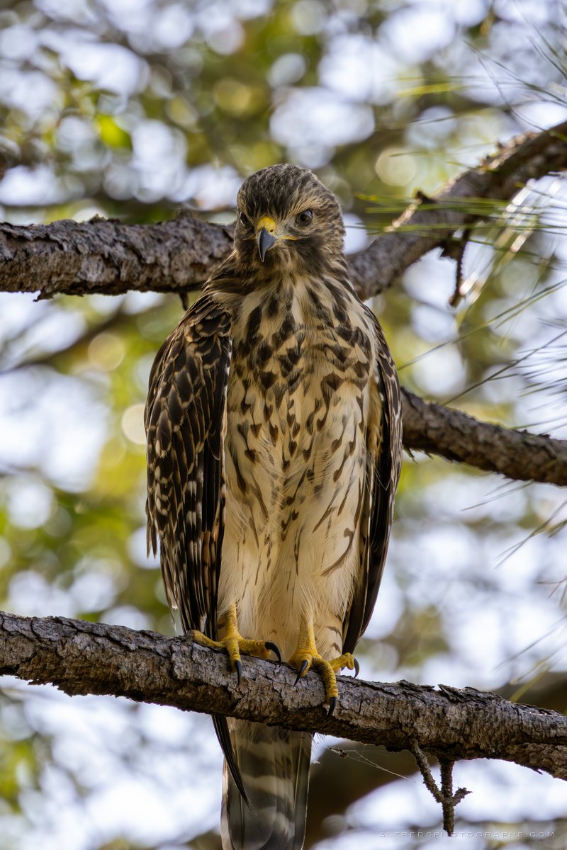 Red-shouldered Hawk, Florida, May 2025