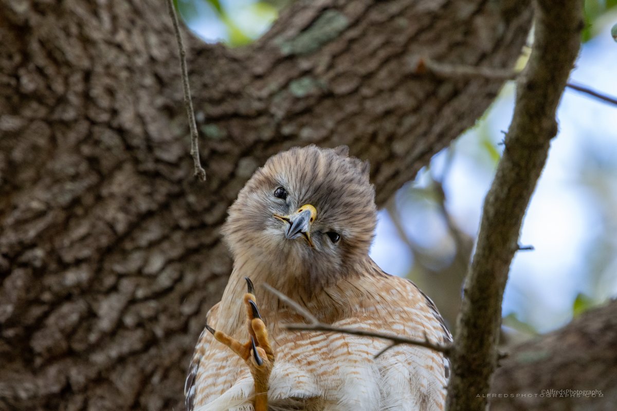 Red-shouldered Hawk, Florida, January 2025