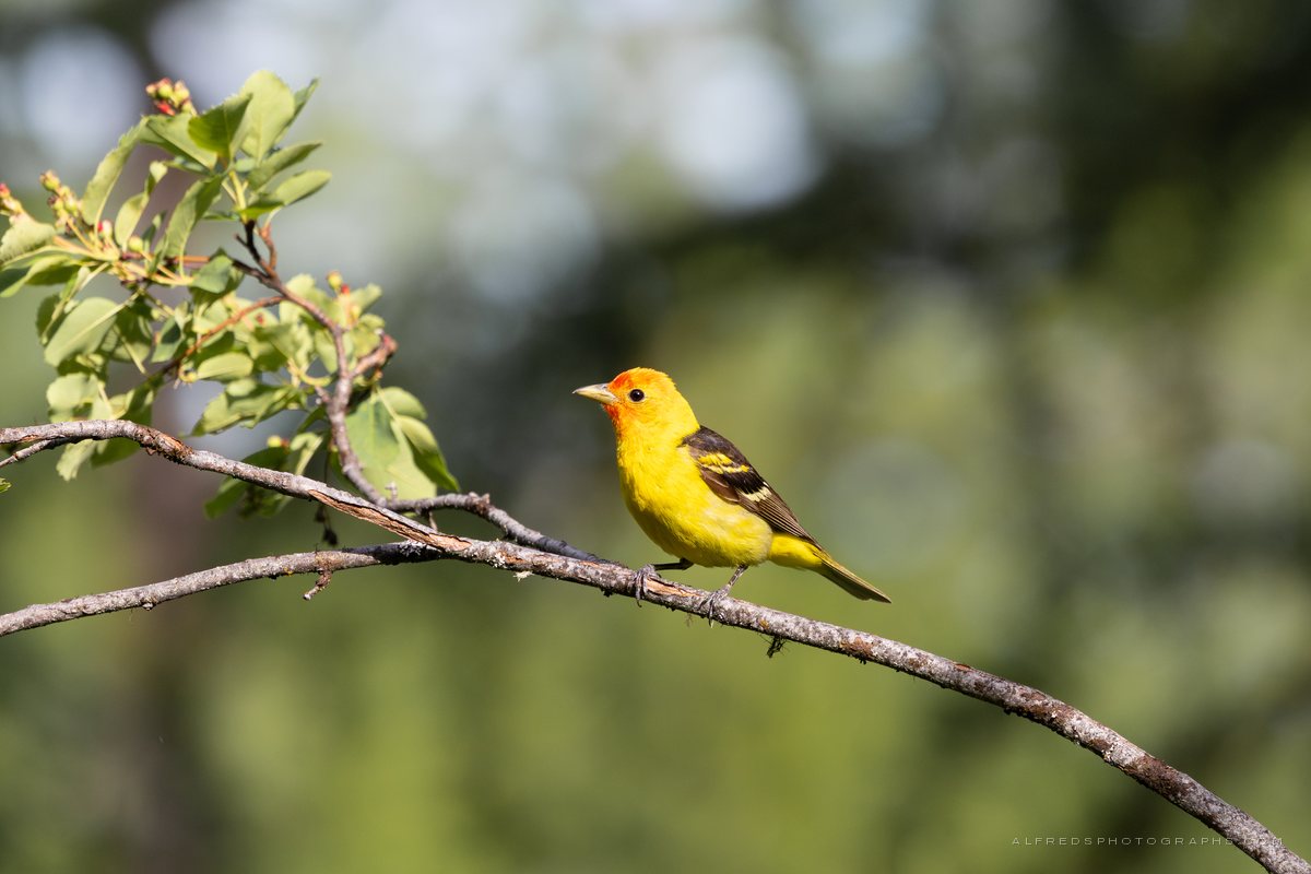 Western Tanager, Montana, July 2026