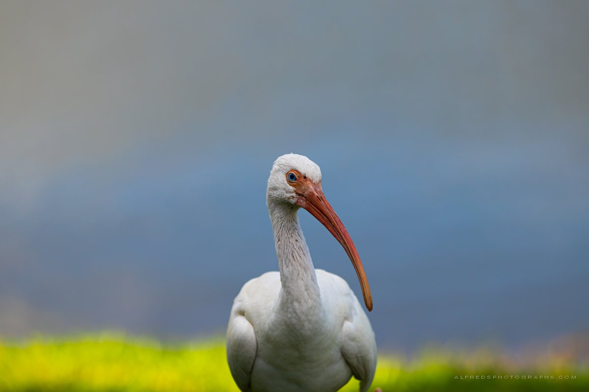 White Ibis, Florida, January 2024
